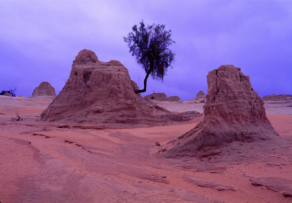A tree at Lake Mungo, 1993