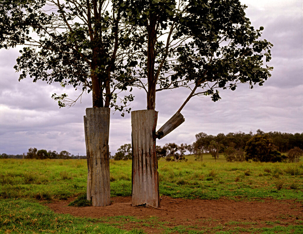 The Stockyard Tree, 1996