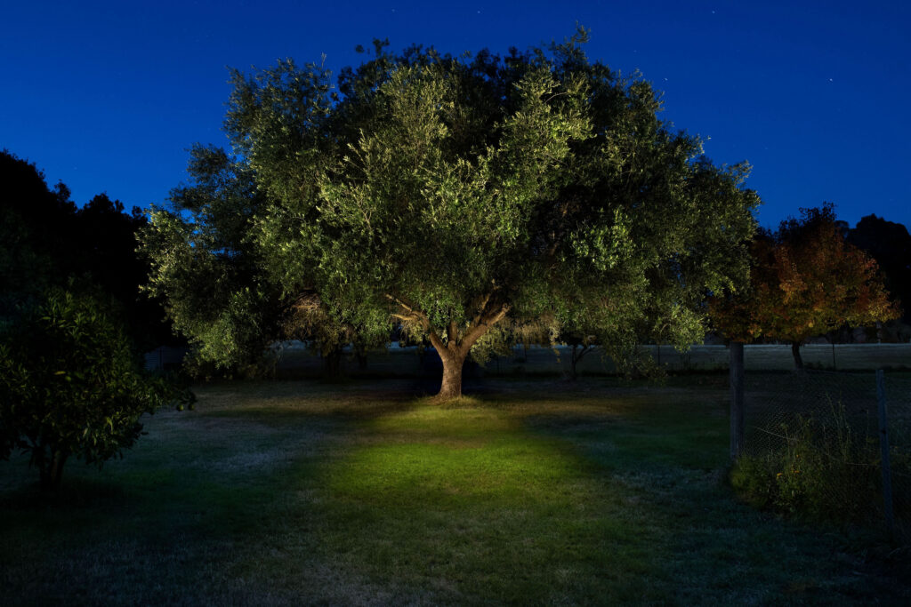 Leunig Tree illuminated at night, 2026