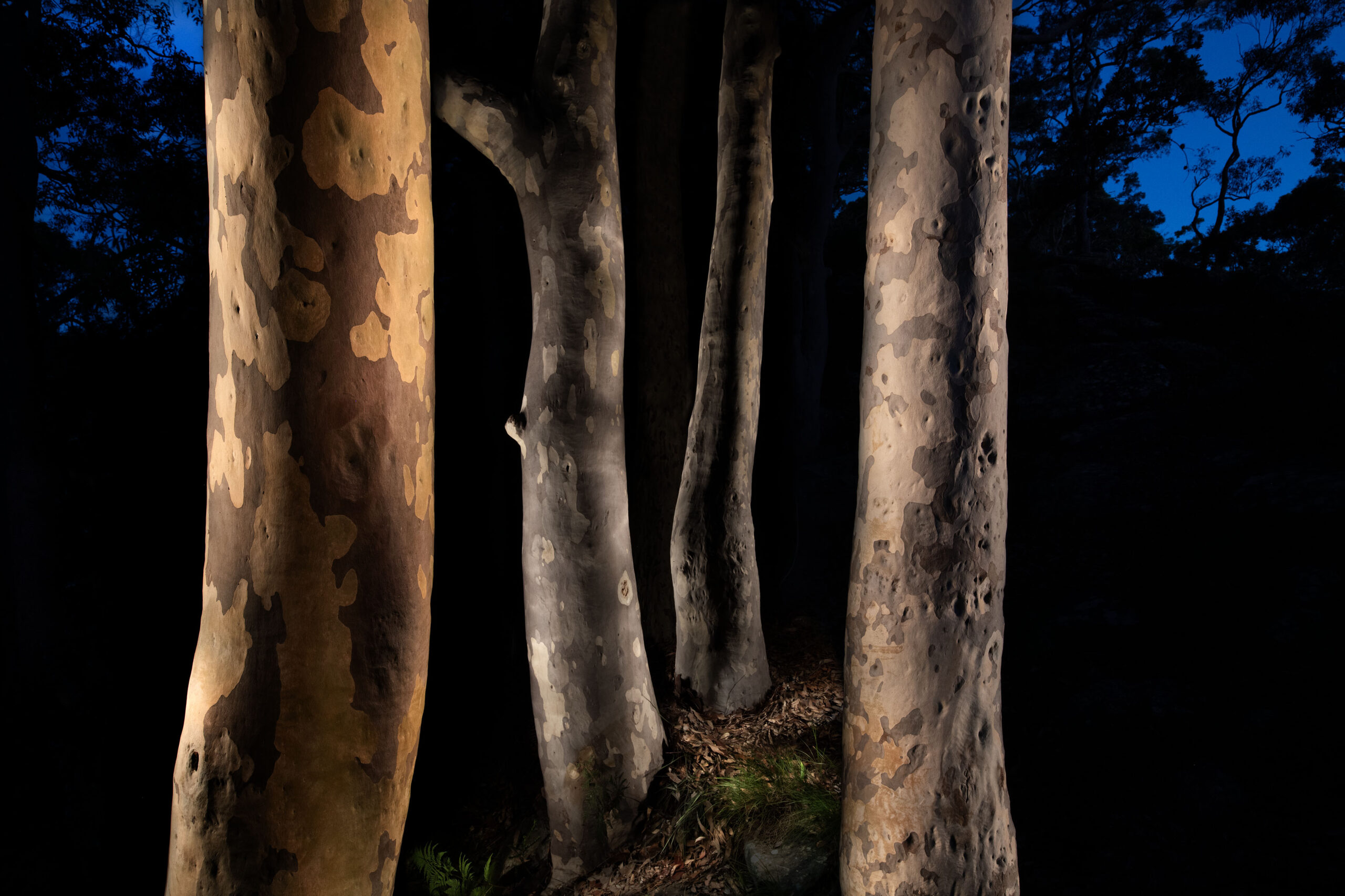 A tree and surrounding landscape illuminated at night