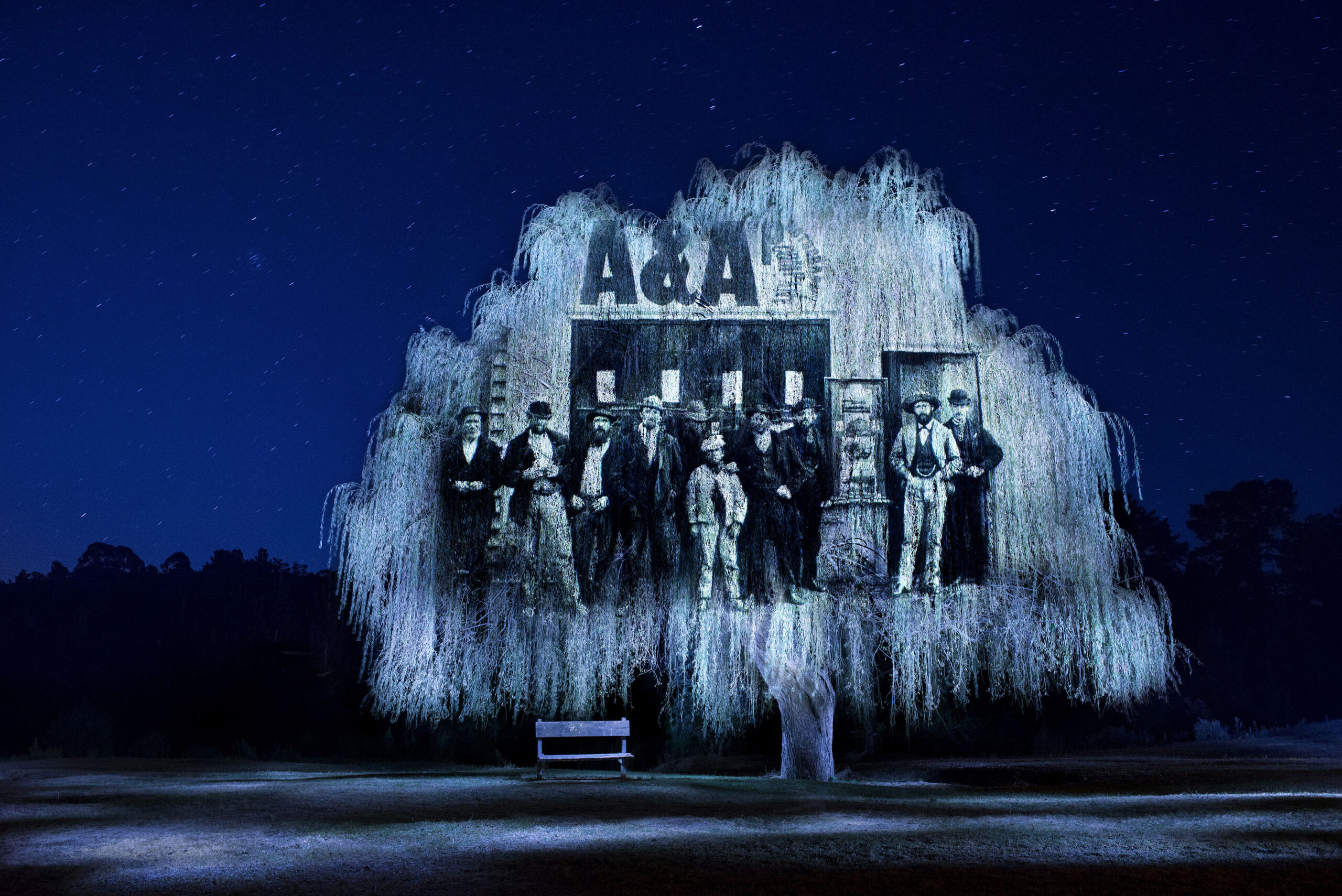 A historic image projected across a tree at night