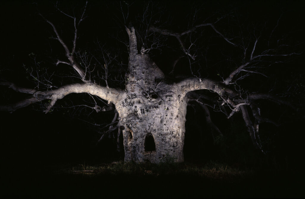 The Prison Tree at Wyndham, 1998