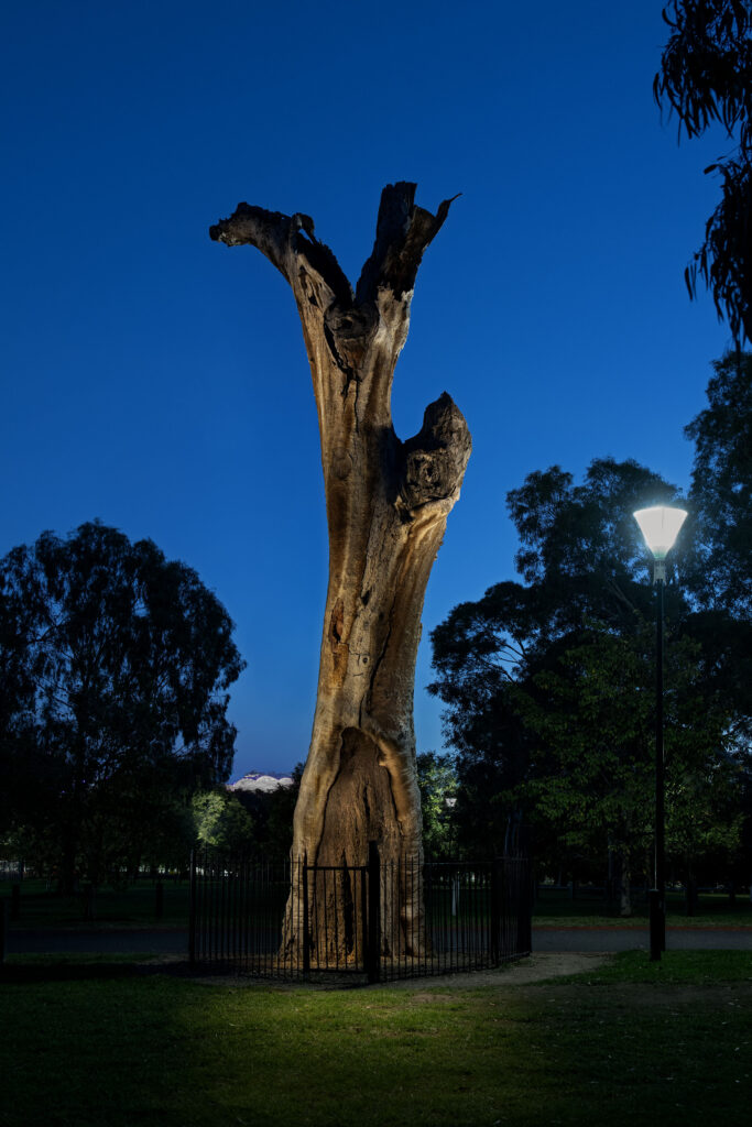 The Scar Tree at the MCG, 2026
