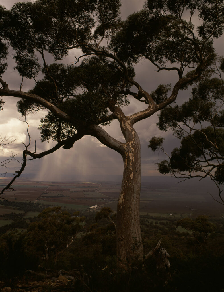 A tree in the Flinders Ranges, 1998
