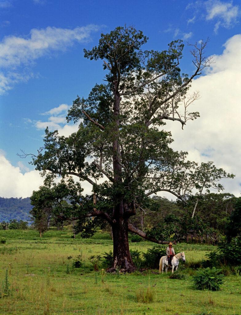 Frank Supple beside a tree, 1997