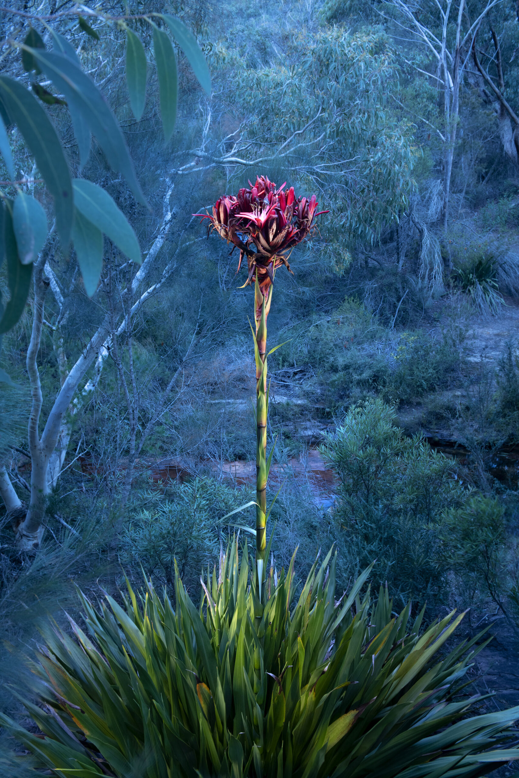 Gymea lily illuminated at night, 2020