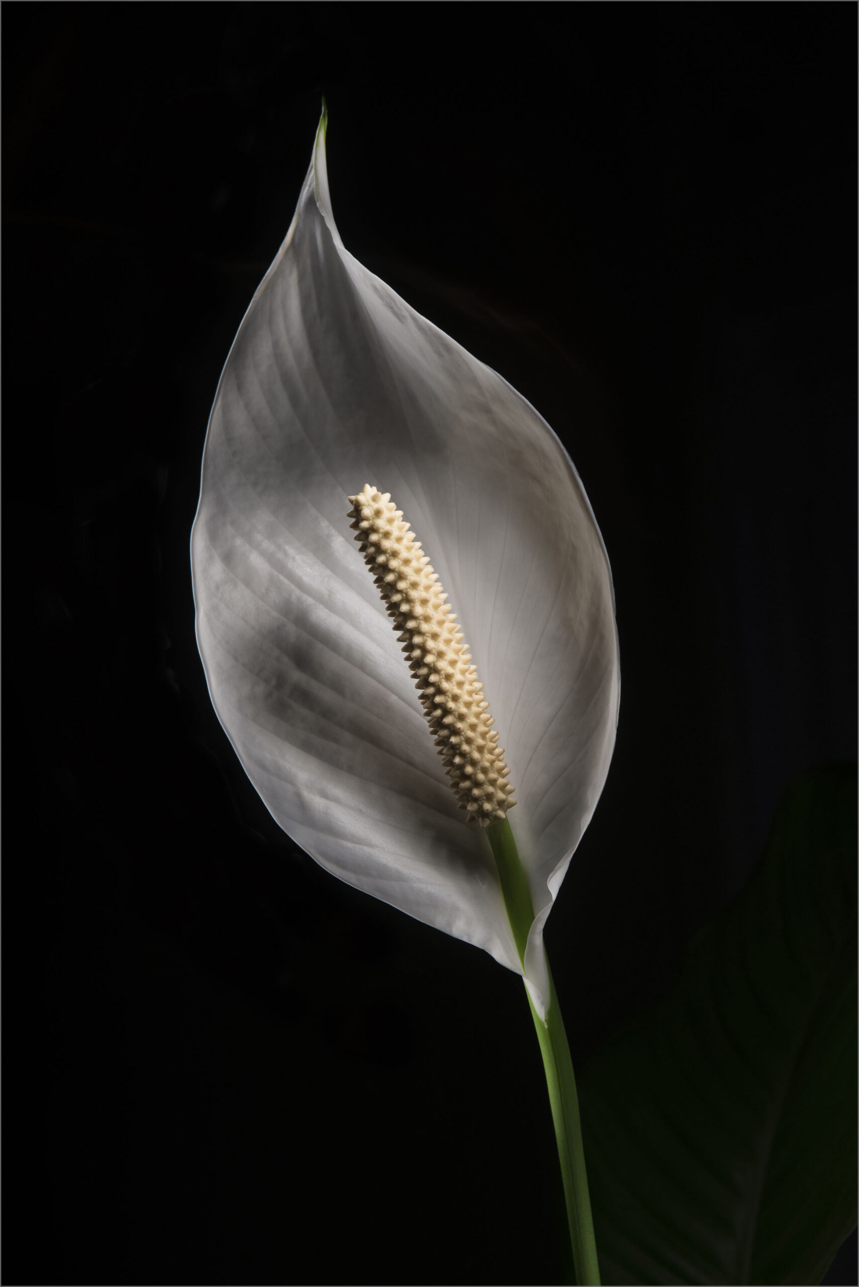 Peace lily illuminated against a dark background, 2020